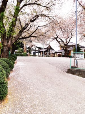 桜